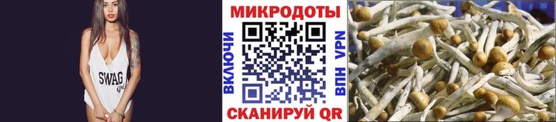 Псилоцибиновые грибы Psilocybe  Теберда 